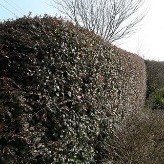 Pyracantha coccinea tűző napon